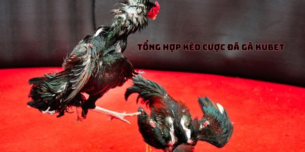 Tổng hợp kèo cược đá gà kubet